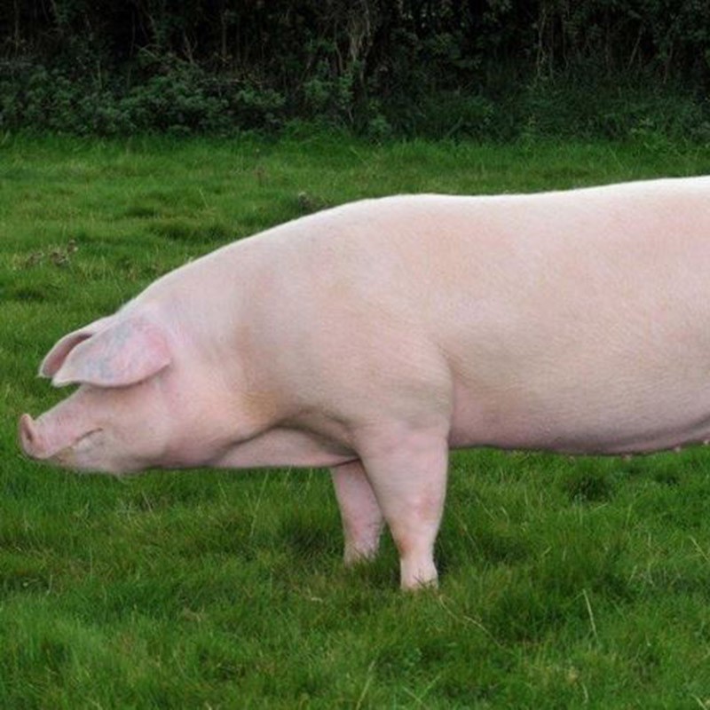БМВД 12% ФИНИШ для свиней от 60 до 115 кг