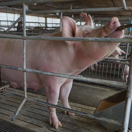 БМВД 10% для Супоросных свиноматок