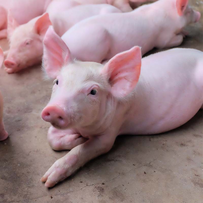 БМВД 25% СТАРТ для свиней от 12 до 30 кг