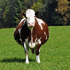 Сухостойные коровы